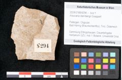 Foto (Objekt + Etikett) von Araucaria sternbergii Goeppert (NHMW-GEO-2024-0188-8294)